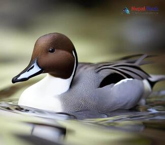 Northern pintail_Anas acuta