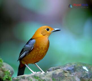 Orange-headed thrush_Zoothera citrina