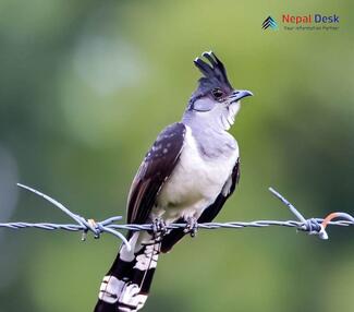 Pied Cuckoo_Clamator jacobinus