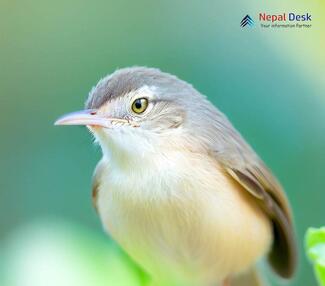 Plain Prinia_Prinia inornata