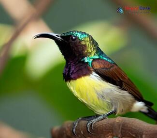 Purple-rumped Sunbird_Leptocoma zeylonica