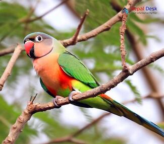 Red-breasted Parakeet - Psittacula alexandri