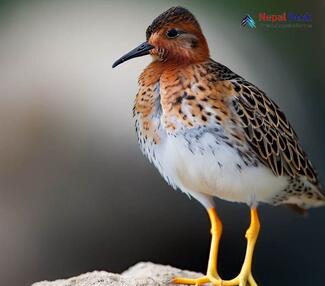 Ruff_Calidris pugnax