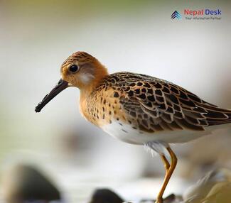 Ruff_Calidris pugnax