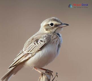 Sand Lark_Alaudala raytal