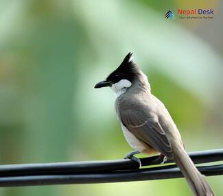 Sooty-headed Bulbul - Pycnonotus aurigaster