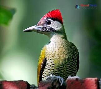 Streak throated Woodpecker - Picus xanthopygaeus