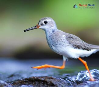 Terek Sandpiper - Xenus cinereus