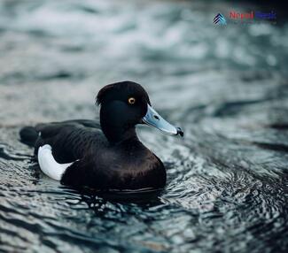 Tufted Duck_Aythya fuligula