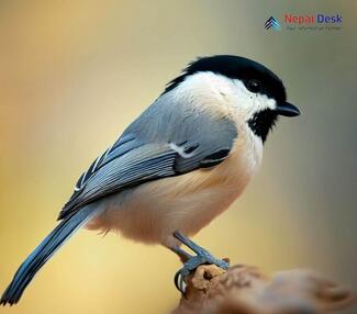 Turkestan Tit - Parus bokharensis