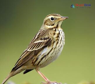 Upland Pipit - Anthus sylvanus