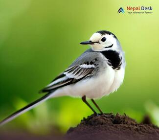 White Wagtail - Motacilla alba