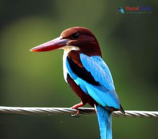 White-breasted Kingfisher_Halcyon smyrnensis