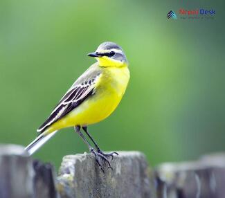 Yellow Wagtail_Motacilla flava