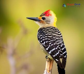 Yellow-crowned Woodpecker_Leiopicus mahrattensis