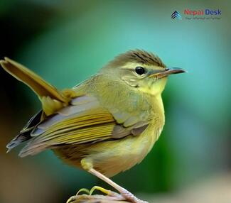 Aberrant Bush Warbler_Horornis flavolivaceus