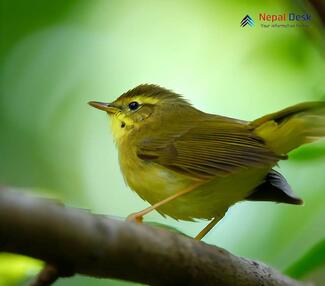 Aberrant Bush Warbler_Horornis flavolivaceus