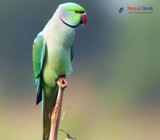 Alexandrine Parakeet_Psittacula eupatria