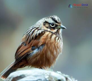 Altai Accentor_Prunella himalayana