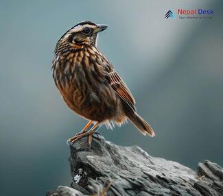 Altai Accentor_Prunella himalayana