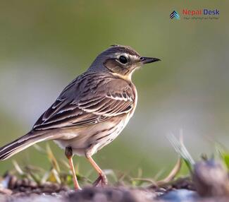 American Pipit_Anthus rubescens