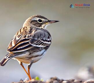 American Pipit_Anthus rubescens