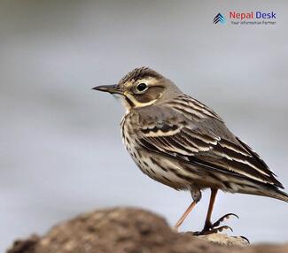 American Pipit_Anthus rubescens