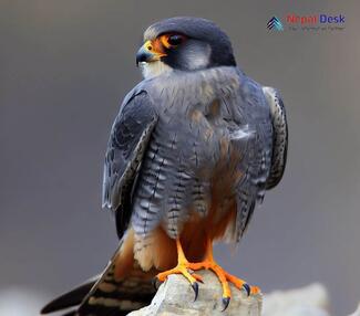 Amur Falcon_Falco amurensis