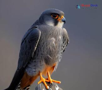 Amur Falcon_Falco amurensis