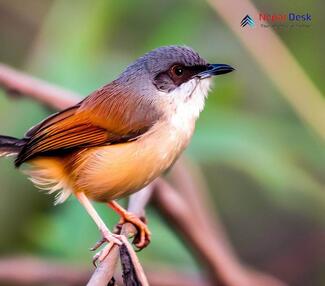 Ashy Prinia_Prinia socialis