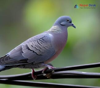 Ashy Wood Pigeon_Columba pulchricollis