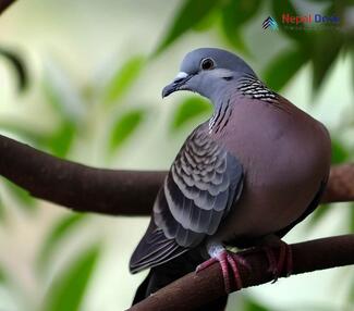 Ashy Wood Pigeon_Columba pulchricollis