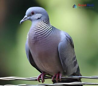 Ashy Wood Pigeon_Columba pulchricollis