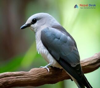 Ashy Woodswallow_Artamus fuscus