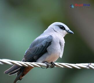 Ashy Woodswallow_Artamus fuscus