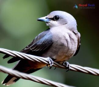 Ashy Woodswallow_Artamus fuscus