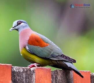 Ashy-headed Green Pigeon_Treron phayrei