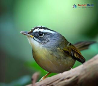 Ashy-throated Leaf Warbler_Phylloscopus maculipennis