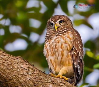 Asian Barred Owlet_Glaucidium cuculoides