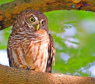 Asian Barred Owlet_Glaucidium cuculoides