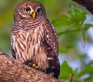 Asian Barred Owlet_Glaucidium cuculoides