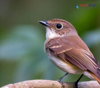 Asian Brown Flycatcher_Muscicapa dauurica