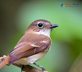 Asian Brown Flycatcher_Muscicapa dauurica