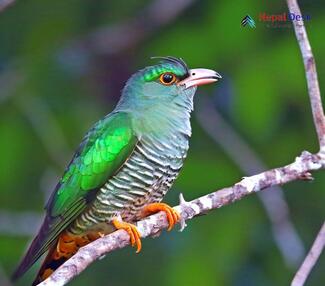 Asian Emerald Cuckoo_Chrysococcyx maculatus