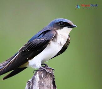 Asian House Martin_Delichon dasypus