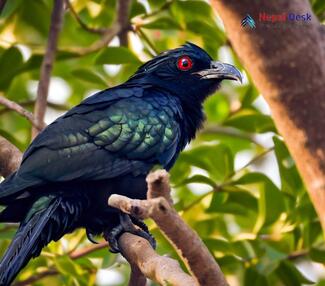 Asian Koel_Eudynamys scolopaceus