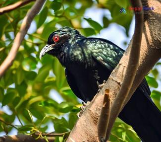 Asian Koel_Eudynamys scolopaceus