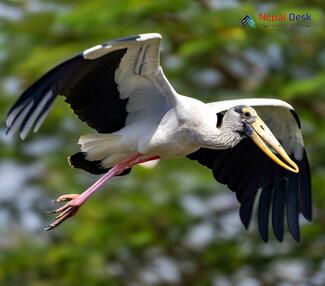 Asian Openbill_Anastomus oscitans