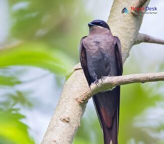 Asian Palm Swift - Cypsiurus balasiensis