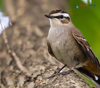 Asian Stubtail - Urosphena squameiceps